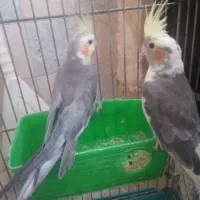 یک جفت عروس هلندی|پرنده|بیجار, |دیوار