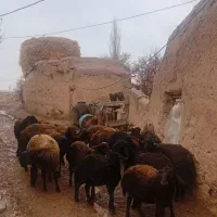 17عدد گوسفند نر جوان دشتی آماده برای پروار بندی