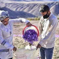 پذیرش شراکت در کشت زعفران و موسیر