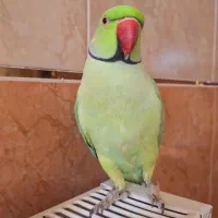 طوطی ملنگو نر وحشی|پرنده|پیر بکران, |دیوار