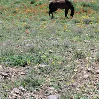 اسب|اسب و تجهیزات اسب‌سواری|مرند, |دیوار