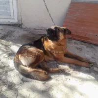 سگ پیداشده|حیوانات|رودهن, |دیوار