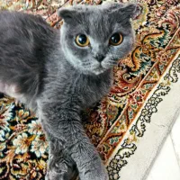 گربه اسکاتیش فولد اصل چشم نارنجی|گربه|کرمان, |دیوار