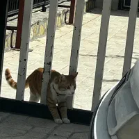 گمشده چهارراه خوشی حر