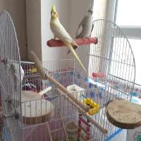 یک جفت عروس هلندی رنگ خاص