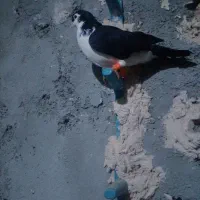 چپ سیاه|پرنده|مشهد, امیرآباد|دیوار