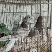 چندجفت کفترخوب|پرنده|پاکدشت, پاکدشت (مامازند)|دیوار