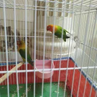 طوطی برزیلی مولد|پرنده|کازرون, |دیوار