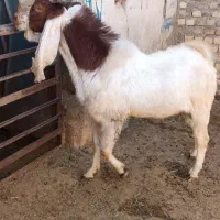 نر بز نژدی گلابی