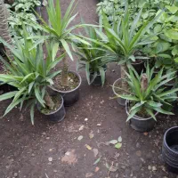 یوکا تنه وچندتا سوکا تنه و بابا ادم و...|گل و گیاه طبیعی|عباسآباد, |دیوار