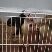 گرینچیک، کوتوله ،مرغ عشق