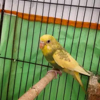 فنچ اروپایی کینگ|پرنده|رشت, لاکانی|دیوار