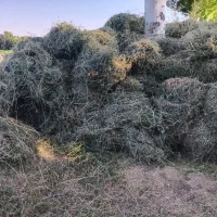 قره یونجه