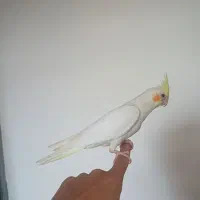 جفت عروس هلندی