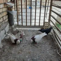 اهوازملاثانی