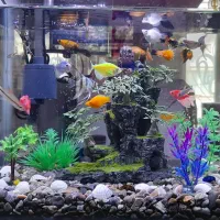 آکواریوم|ماهی|سنندج, |دیوار