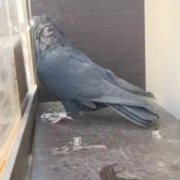 کبوتر|پرنده|ابریشم, |دیوار