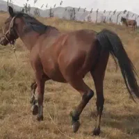 ۸ساله یخته باری|اسب و تجهیزات اسبسواری|ارومیه, |دیوار