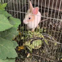 خرگوش کاملا دستی|موش و خرگوش|اصفهان, درب سیبه علیا|دیوار