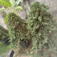 گل گیاه به صورت تکی بفروش میرسد