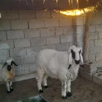 بره نر و یک میش چاق و چله|حیوانات مزرعه|زابل, |دیوار