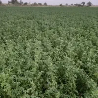 فروش کاه سبزیجات