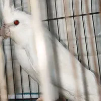 عروس پاریس دو جفت البنیو لتینیو