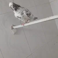 کفتر|پرنده|سبزوار, امام خمینی (ناوی)|دیوار