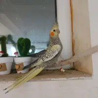 طوطی گلباقالی دوماهه