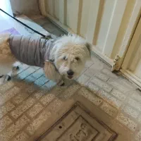 سگ پاپی پشمالو خونگی