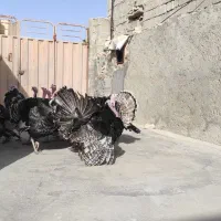 فروش 25 عدد بوقلمون نر و ماده