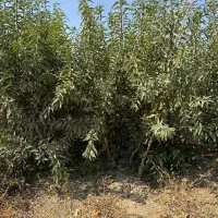 نهال بادام زنده‌مان بالا و تجاری|خدمات باغبانی و درختکاری|لردگان, |دیوار