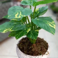 گلدان مصنوعی