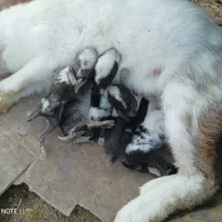 بچه خرگوش با مادر یا تکی