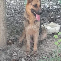 سگ ژرمن