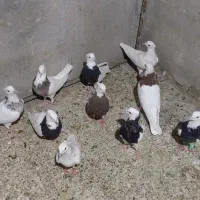 کبوتر طوقی. پالخت. کاکل
