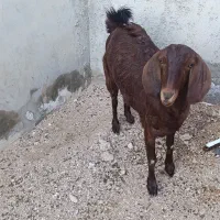 نزار چاق 30 کیلو