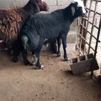 سه عدد شیشک قوچ نامبروان بشرط راندن همه اصل جنس