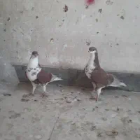 کفتر یاکبوتر