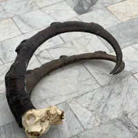 شاخ بز‌کوهی