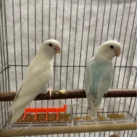 طوطی کوتوله برزیلی مارال یاسی مولد|پرنده|رشت, سعدی (تختی)|دیوار