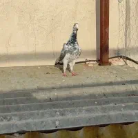 بزک پشتی یال