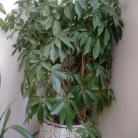 گل آپارتمانی