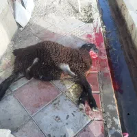 قصاب و سلاخ ذبح گوسفند و گوساله|خدمات پذیرایی، مراسم|اسلامشهر, شهرک مهدیه|دیوار