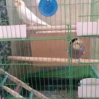 عروس هلندی