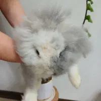 خرگوش لوپ نر