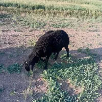 فروشی بره قوچ تازه دندان عوض کرده برای نسل کشی