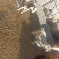 بزغاله کوچک