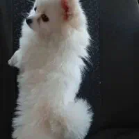 هاسکی سامویید سفید