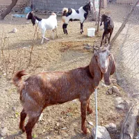 بز وبزقاله خارجی